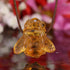Amber Bee Necklace