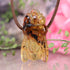 Amber Bee Necklace